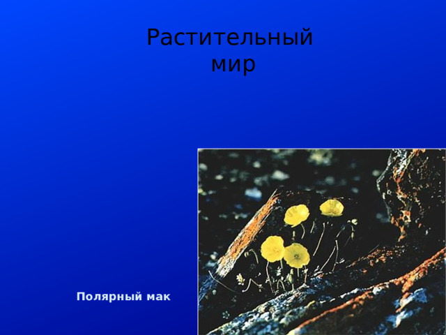 Растительный мир Полярный мак 