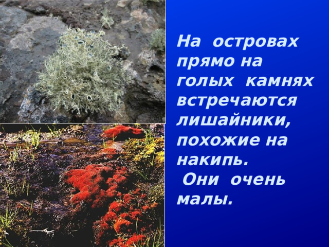 На островах прямо на голых камнях встречаются лишайники, похожие на накипь. Они очень малы.  