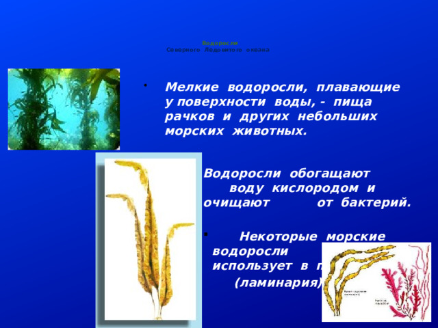     Водоросли  Северного Ледовитого океана      Мелкие водоросли, плавающие у поверхности воды, - пища рачков и других небольших морских животных.           Водоросли обогащают   воду кислородом и очищают  от бактерий.          Водоросли обогащают   воду кислородом и очищают  от бактерий.          Водоросли обогащают   воду кислородом и очищают  от бактерий.          Водоросли обогащают   воду кислородом и очищают  от бактерий.   Некоторые морские водоросли  человек использует в пищу  Некоторые морские водоросли  человек использует в пищу  Некоторые морские водоросли  человек использует в пищу  Некоторые морские водоросли  человек использует в пищу  Некоторые морские водоросли  человек использует в пищу     (ламинария) 