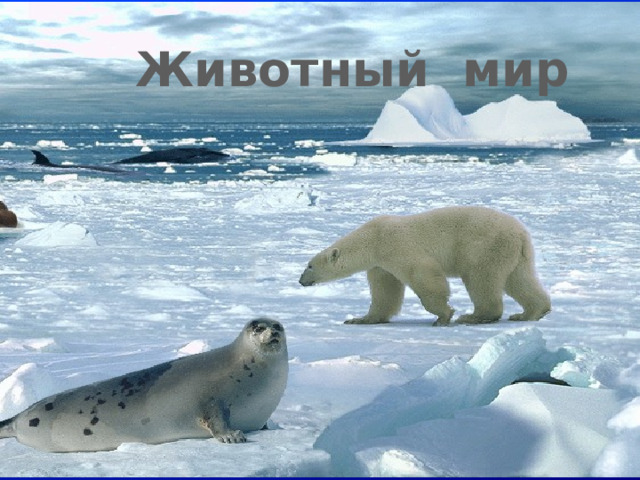  Животный мир 