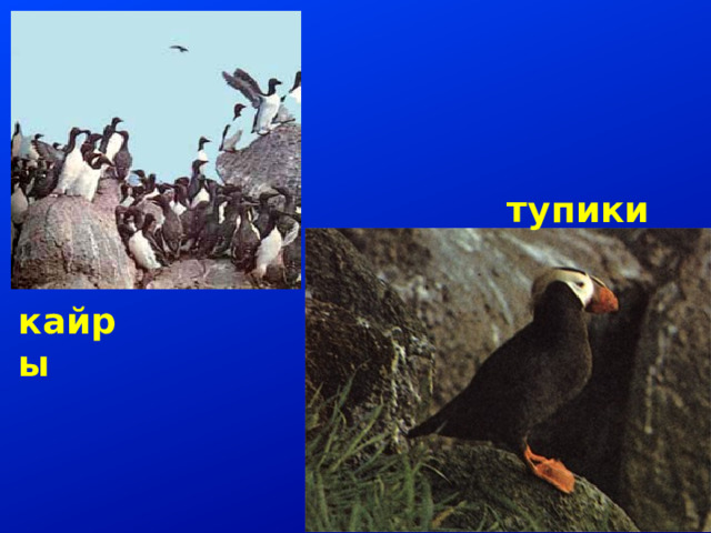 тупики кайры 