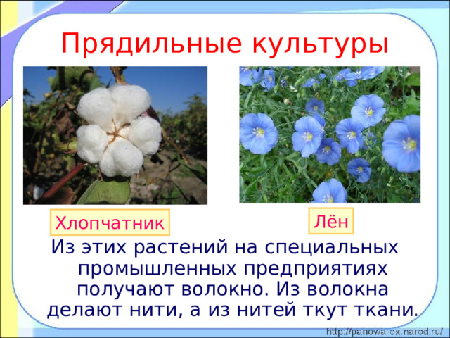 Прядильные культуры Лён Хлопчатник Из этих растений на специальных промышленных предприятиях получают волокно. Из волокна делают нити, а из нитей ткут ткани. 