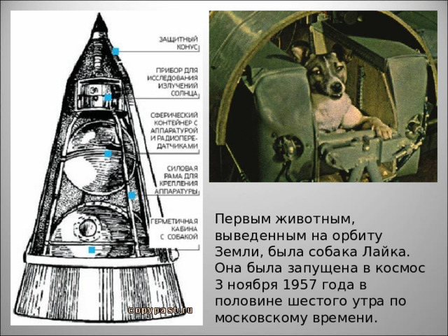 Первым животным, выведенным на орбиту Земли, была собака Лайка. Она была запущена в космос 3 ноября 1957 года в половине шестого утра по московскому времени. 