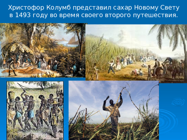 Христофор Колумб представил сахар Новому Свету в 1493 году во время своего второго путешествия.    