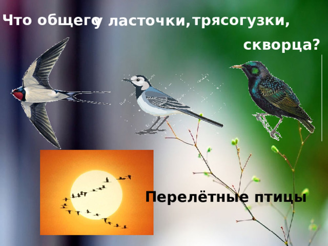 трясогузки, Что общего у ласточки, скворца? Перелётные птицы 
