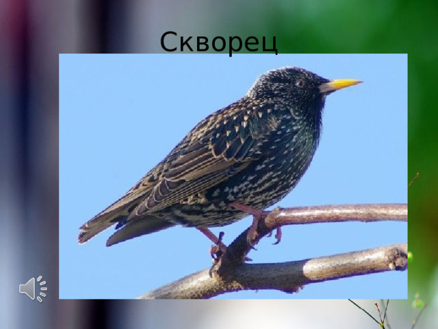 Скворец 
