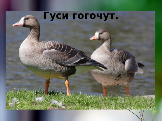 Гуси гогочут. 
