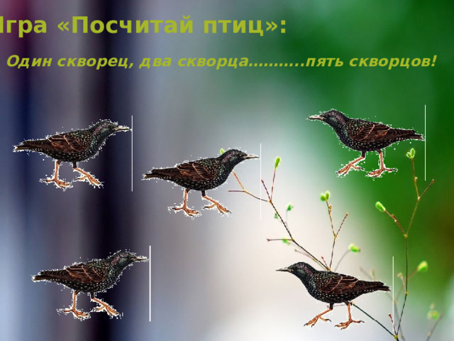 Игра «Посчитай птиц»:  Один скворец, два скворца………..пять скворцов! 