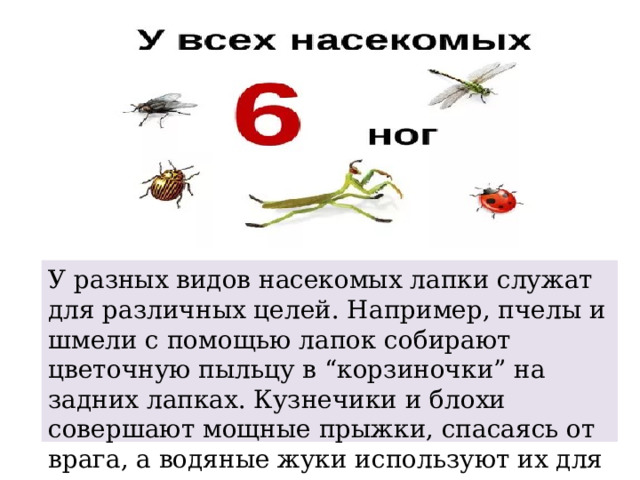 У разных видов насекомых лапки служат для различных целей. Например, пчелы и шмели с помощью лапок собирают цветочную пыльцу в “корзиночки” на задних лапках. Кузнечики и блохи совершают мощные прыжки, спасаясь от врага, а водяные жуки используют их для плавания. 