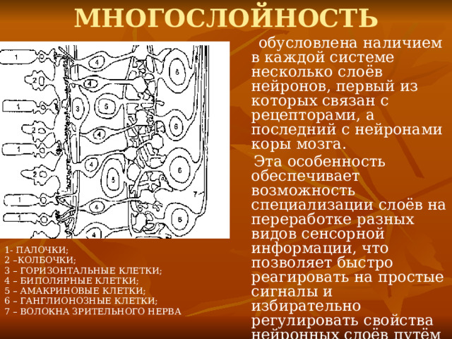 МНОГОСЛОЙНОСТЬ  обусловлена наличием в каждой системе несколько слоёв нейронов, первый из которых связан с рецепторами, а последний с нейронами коры мозга.  Эта особенность обеспечивает возможность специализации слоёв на переработке разных видов сенсорной информации, что позволяет быстро реагировать на простые сигналы и избирательно регулировать свойства нейронных слоёв путём нисходящих влияний из других отделов мозга. 1- ПАЛОЧКИ; 2 –КОЛБОЧКИ; 3 – ГОРИЗОНТАЛЬНЫЕ КЛЕТКИ; 4 – БИПОЛЯРНЫЕ КЛЕТКИ; 5 – АМАКРИНОВЫЕ КЛЕТКИ; 6 – ГАНГЛИОНОЗНЫЕ КЛЕТКИ; 7 – ВОЛОКНА ЗРИТЕЛЬНОГО НЕРВА 