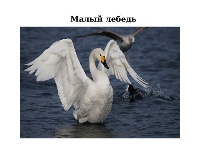 Малый лебедь 