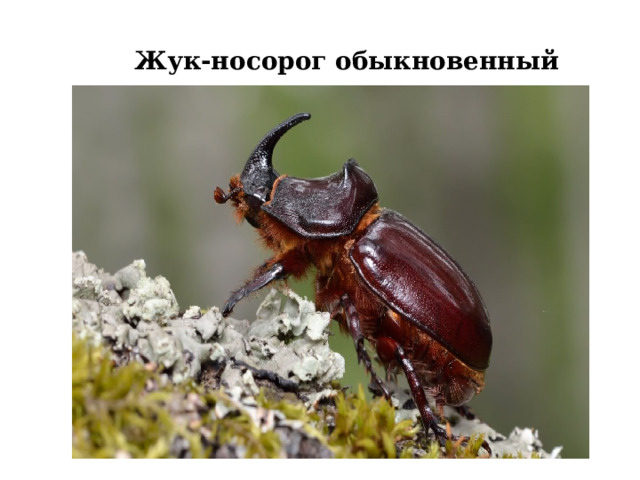 Жук-носорог обыкновенный 