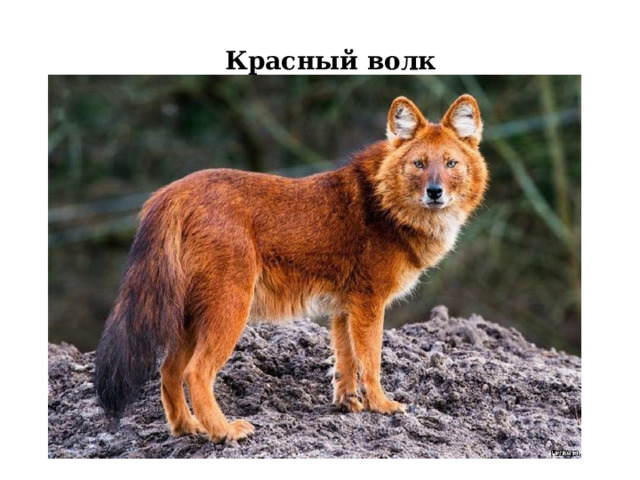 Красный волк 