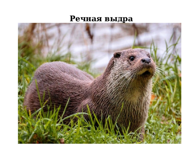 Речная выдра 
