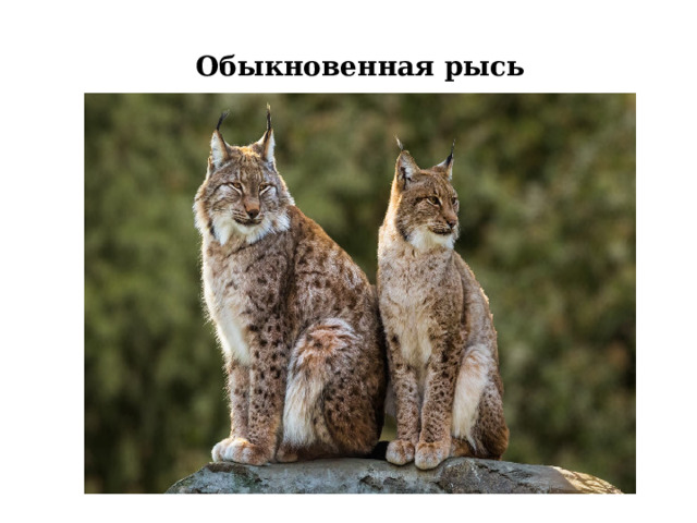 Обыкновенная рысь 