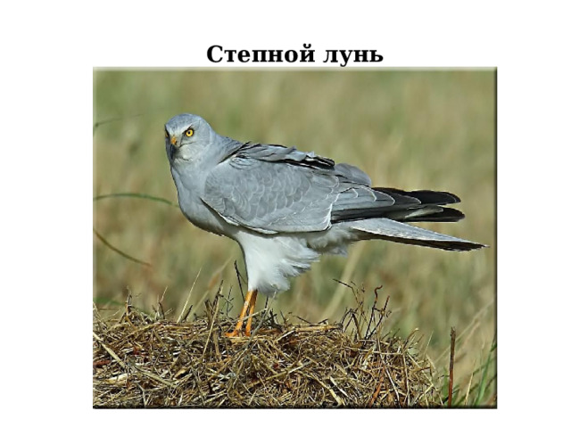 Степной лунь 
