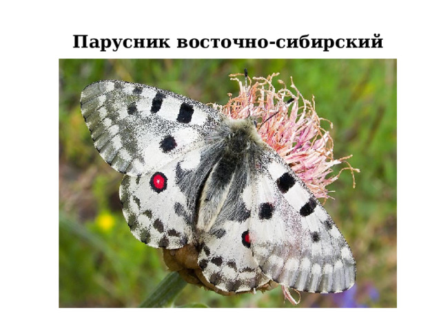 Парусник восточно-сибирский 