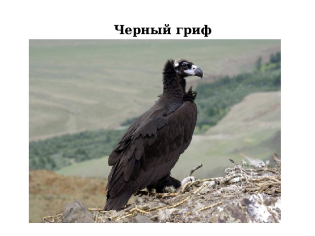 Черный гриф 