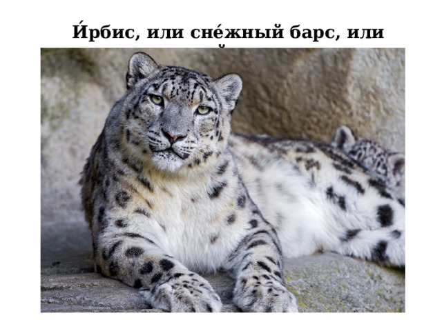 И́рбис, или сне́жный барс, или снежный леопард. 