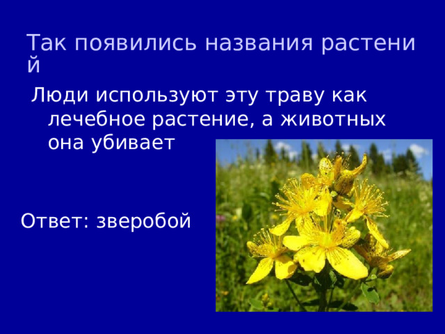 Так появились названия растений Люди используют эту траву как лечебное растение, а животных она убивает Ответ: зверобой 