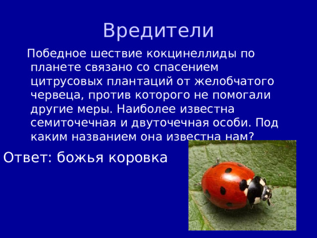 Вредители  Победное шествие кокцинеллиды по планете связано со спасением цитрусовых плантаций от желобчатого червеца, против которого не помогали другие меры. Наиболее известна семиточечная и двуточечная особи. Под каким названием она известна нам? Ответ: божья коровка 