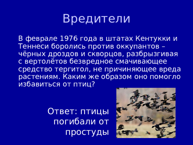 Вредители  В феврале 1976 года в штатах Кентукки и Теннеси боролись против оккупантов – чёрных дроздов и скворцов, разбрызгивая с вертолётов безвредное смачивающее средство тергитол, не причиняющее вреда растениям. Каким же образом оно помогло избавиться от птиц? Ответ: птицы погибали от простуды 
