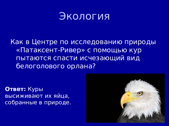 Экология Как в Центре по исследованию природы «Патаксент-Ривер» с помощью кур пытаются спасти исчезающий вид белоголового орлана? Ответ: Куры высиживают их яйца, собранные в природе.  