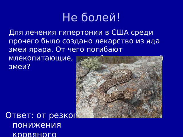 Не болей!  Для лечения гипертонии в США среди прочего было создано лекарство из яда змеи ярара. От чего погибают млекопитающие, поражённые ядом этой змеи? Ответ: от резкого понижения кровяного давления 