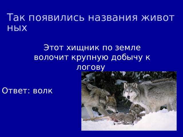 Так появились названия животных Этот хищник по земле волочит крупную добычу к логову Ответ: волк 