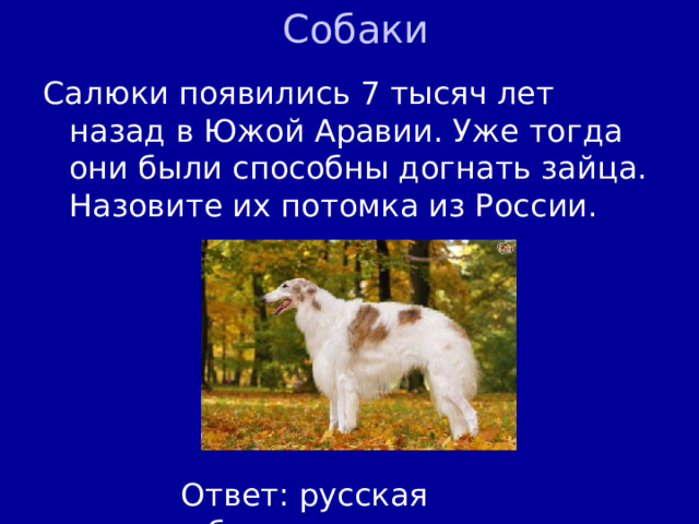 Собаки Салюки появились 7 тысяч лет назад в Южой Аравии. Уже тогда они были способны догнать зайца. Назовите их потомка из России. Ответ: русская борзая 