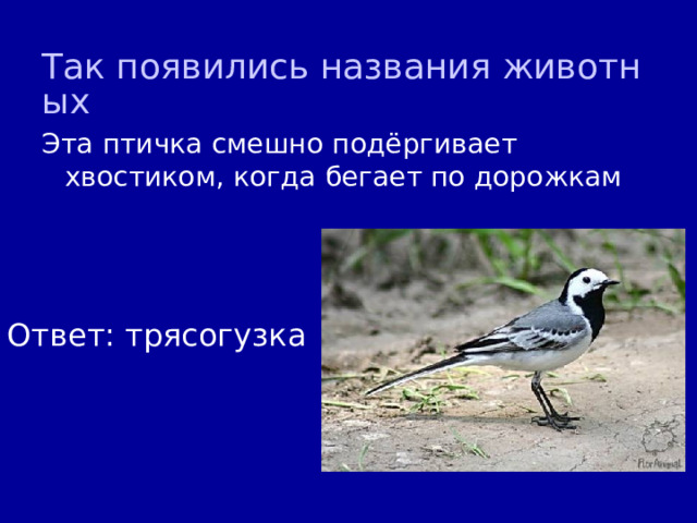 Так появились названия животных Эта птичка смешно подёргивает хвостиком, когда бегает по дорожкам Ответ: трясогузка 