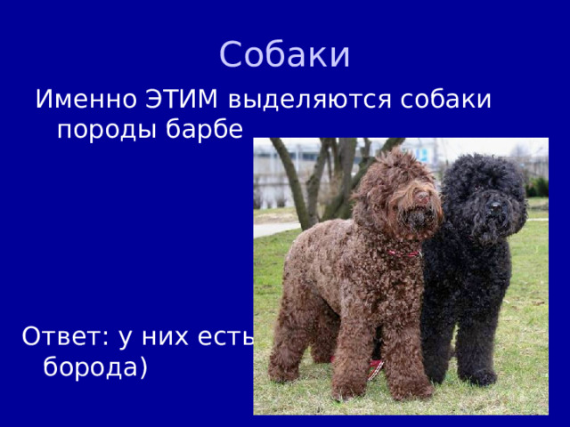 Собаки Именно ЭТИМ выделяются собаки породы барбе Ответ: у них есть борода) 