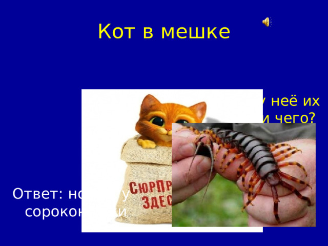 Кот в мешке Вопреки названию, у неё их не 40, а 42. У кого и чего? Ответ: ножек у сороконожки 