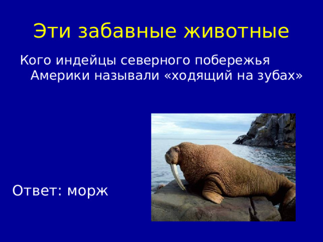 Эти забавные животные Кого индейцы северного побережья Америки называли «ходящий на зубах» Ответ: морж 
