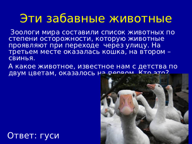 Эти забавные животные  Зоологи мира составили список животных по степени осторожности, которую животные проявляют при переходе через улицу. На третьем месте оказалась кошка, на втором – свинья.  А какое животное, известное нам с детства по двум цветам, оказалось на первом. Кто это? Ответ: гуси 