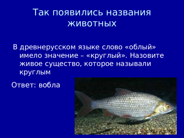 Так появились названия животных В древнерусском языке слово «облый» имело значение – «круглый». Назовите живое существо, которое называли круглым Ответ: вобла 