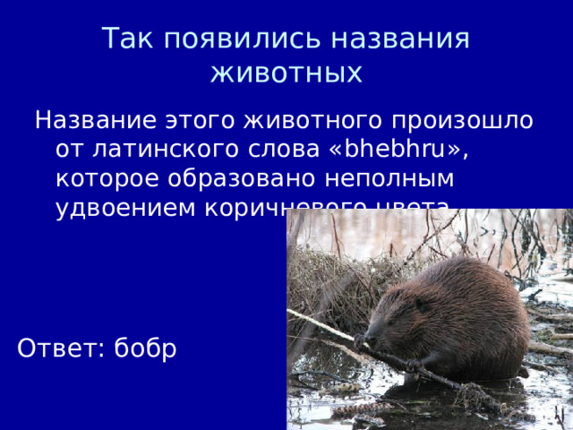 Так появились названия животных Название этого животного произошло от латинского слова « bhebhru », которое образовано неполным удвоением коричневого цвета Ответ: бобр 