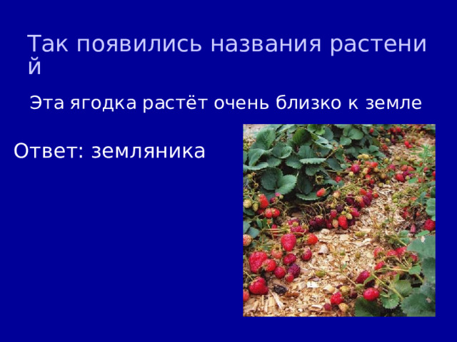 Так появились названия растений Эта ягодка растёт очень близко к земле Ответ: земляника 