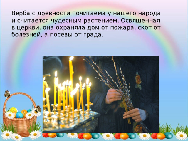 Верба с древности почитаема у нашего народа и считается чудесным растением. Освященная в церкви, она охраняла дом от пожара, скот от болезней, а посевы от града. 