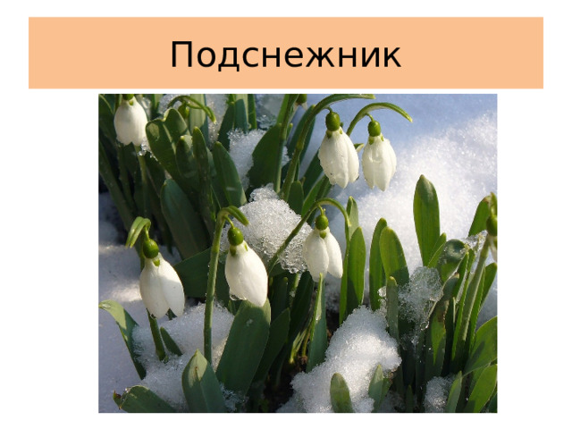 Подснежник 