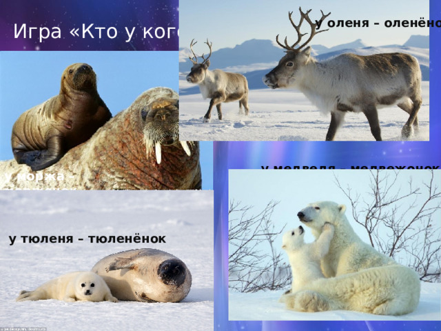  у оленя – оленёнок Игра «Кто у кого?» у медведя – медвежонок у моржа – моржонок у тюленя – тюленёнок    
