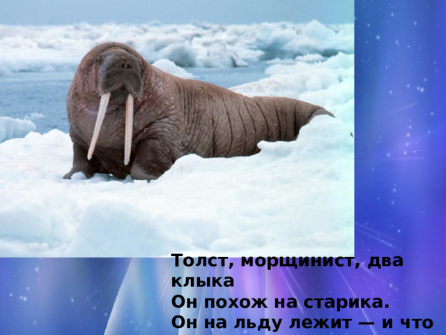 Толст, морщинист, два клыка  Он похож на старика.  Он на льду лежит — и что ж?  Не мёрзнет толстокожий … (Морж) 