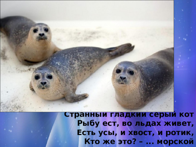 Странный гладкий серый кот Рыбу ест, во льдах живет, Есть усы, и хвост, и ротик, Кто же это? – ... морской котик. 