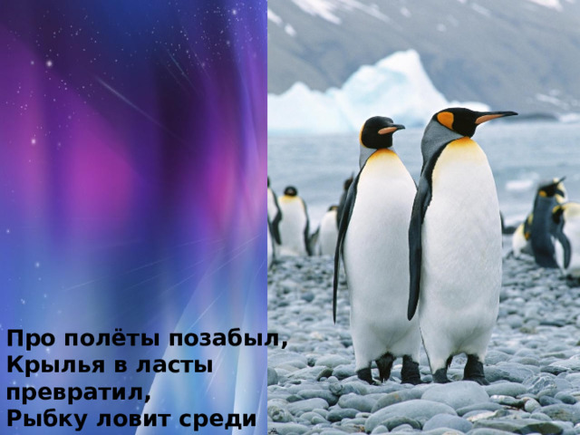 Про полёты позабыл,  Крылья в ласты превратил,  Рыбку ловит среди льдин  Антарктический … (пингвин)! 
