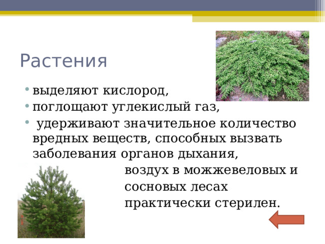 Растения выделяют кислород, поглощают углекислый газ,  удерживают значительное количество вредных веществ, способных вызвать заболевания органов дыхания,  воздух в можжевеловых и  сосновых лесах  практически стерилен.  