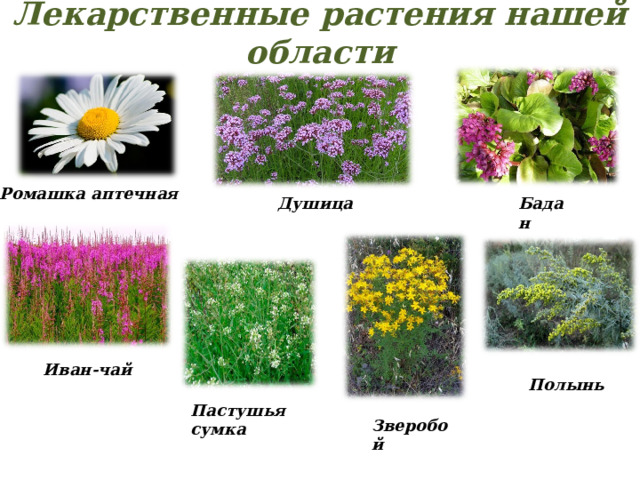 Лекарственные растения нашей области Ромашка аптечная Душица Бадан Иван-чай Полынь Пастушья сумка Зверобой 