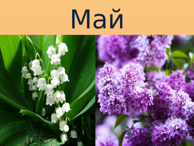 Май 