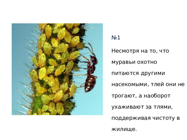 № 1 Несмотря на то, что муравьи охотно питаются другими насекомыми, тлей они не трогают, а наоборот ухаживают за тлями, поддерживая чистоту в жилище. Вопрос : в чём причина? 