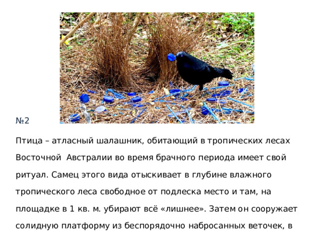 № 2 Птица – атласный шалашник, обитающий в тропических лесах Восточной Австралии во время брачного периода имеет свой ритуал. Самец этого вида отыскивает в глубине влажного тропического леса свободное от подлеска место и там, на площадке в 1 кв. м. убирают всё «лишнее». Затем он сооружает солидную платформу из беспорядочно набросанных веточек, в которую втыкает двумя параллельными рядами множество голых прутиков так, что образуется узкий коридор. Вопрос : в каком направлении строится этот коридор? 