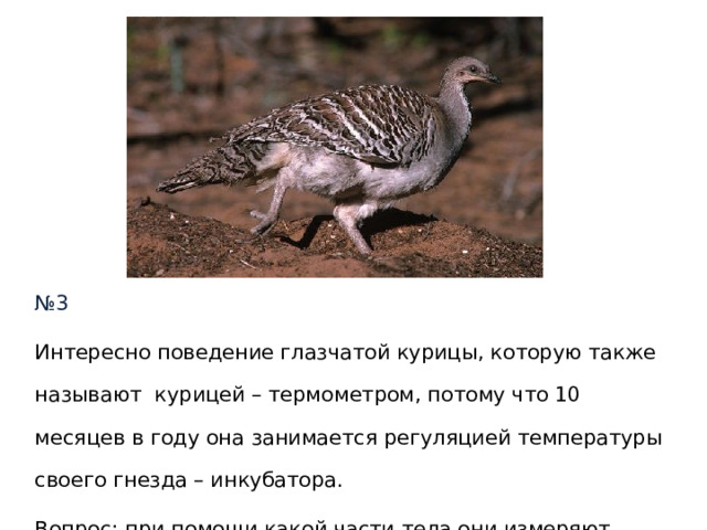 № 3 Интересно поведение глазчатой курицы, которую также называют курицей – термометром, потому что 10 месяцев в году она занимается регуляцией температуры своего гнезда – инкубатора. Вопрос : при помощи какой части тела они измеряют температуру? 